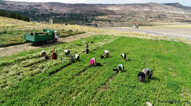 Kocasinan Belediyesi'nden tarıma destek