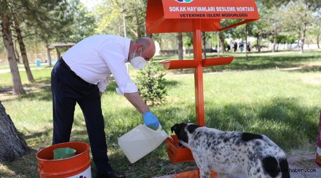 Kocasinan'da sokak hayvanları aç kalmıyor