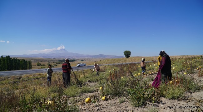 Erciyes'in eteklerinde kabak çekirdeği hasadı yapıldı