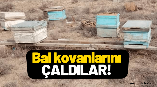 Kayseri'de içi dolu bal kovanları çalındı!