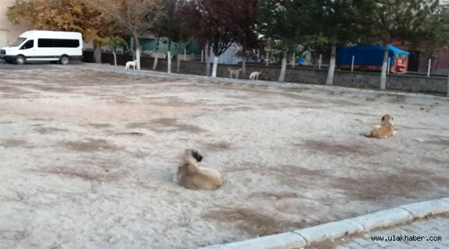 Yeşilhisar'da sahipsiz köpekler, vatandaşları tedirgin ediyor