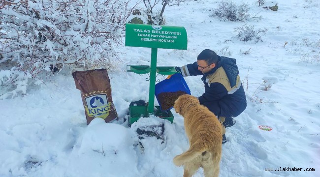 Talas'ta sokak hayvanları için 40 besleme noktası