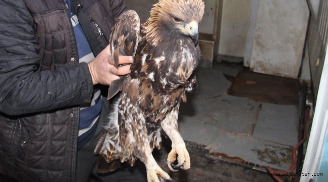 Yaralı halde bulunan kartal tedaviye alındı