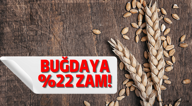 Buğdaya zam geldi! Ekmek zammı yolda!