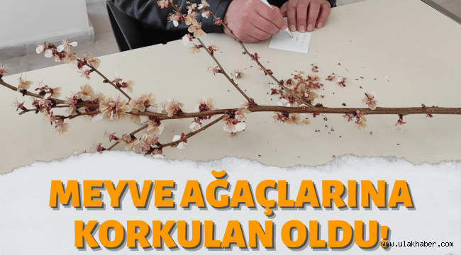 Korkulan oldu! O ilçede, kayısı ve elma ağaçlarını zirai don vurdu