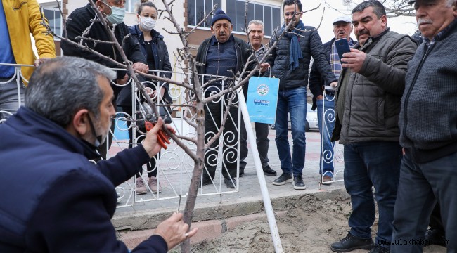 Talaslı çiftçilere uygulamalı aşı ve budama eğitimi