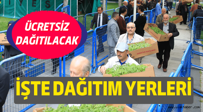 Kocasinan Belediyesi domates fidesi dağıtacak: İşte dağıtım yerleri!