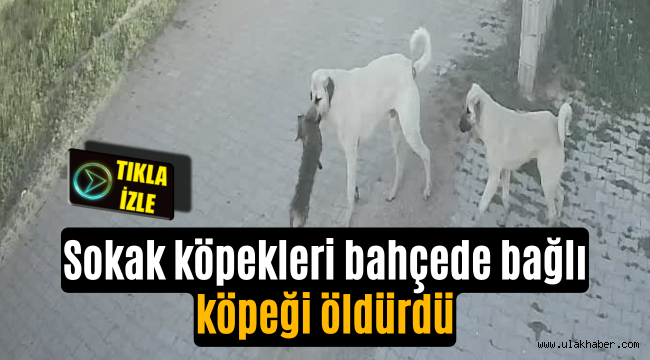 Sokak köpekleri bağlı köpeğe saldırarak öldürdü