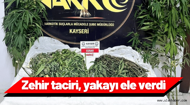 Bahçesinde Hint keneviri yetiştiren zehir taciri yakalandı