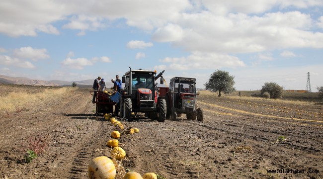 Talas'ta kabak posaları yeme dönüşüyor